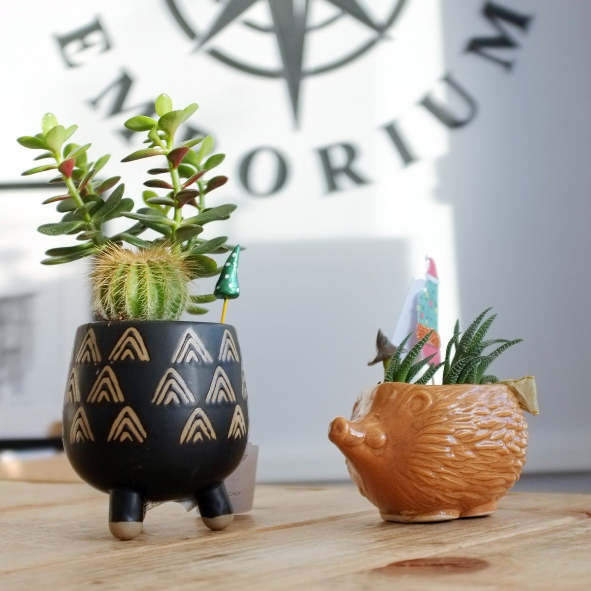 Tabletop Terrariums - Image 3