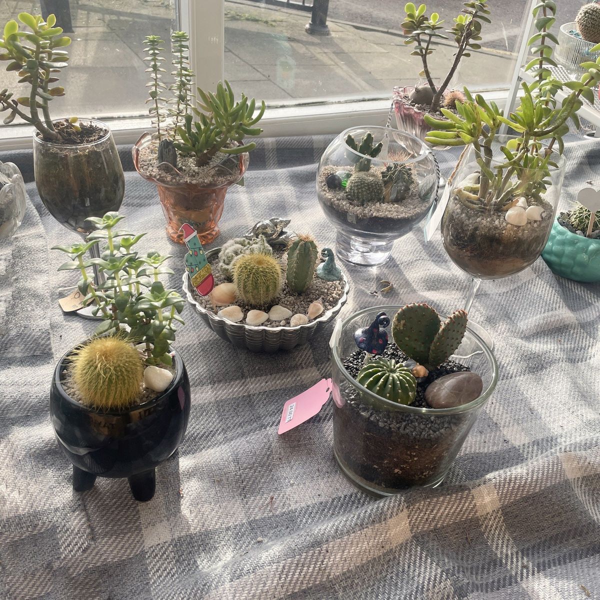 Tabletop Terrariums - Image 2