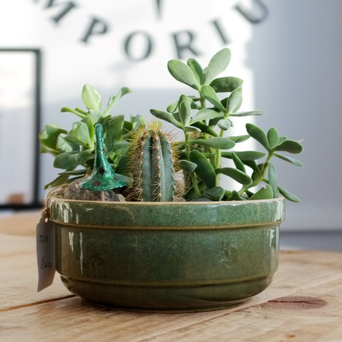 Tabletop Terrariums